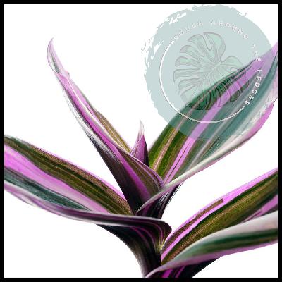 EP84-Breaking Up With Plants