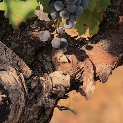 The Notes of Kind Folk | Jeff, Maddie, Jeremy, Scott