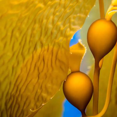 Kelp, Forests Underwater