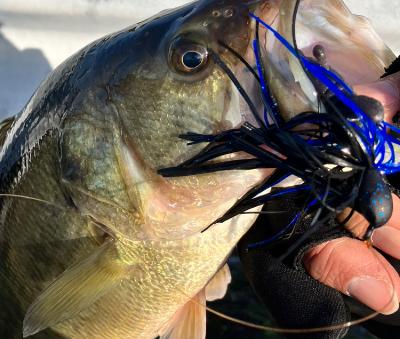 【火曜日】ニュース一本釣り『Basser Allstar Classic2025』 from Radiotalk