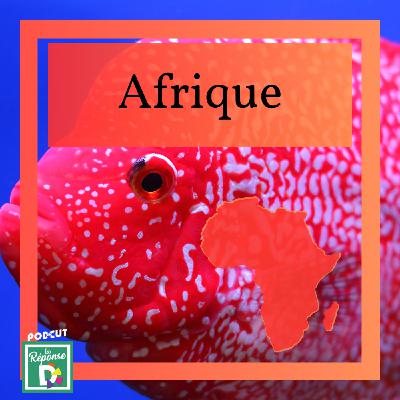 Afrique - Connaissez vous les cichlidés du lac Malawi ?