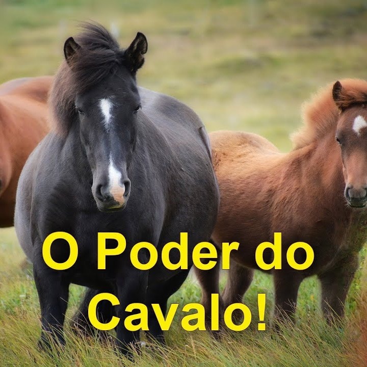 As Cartas Xamânicas, os Animais e seu Poder- O Cavalo