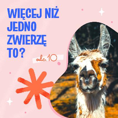 Więcej niż jedno zwierzę to?