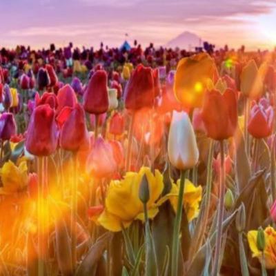 Gratitude Meditation Gratitude Meditation