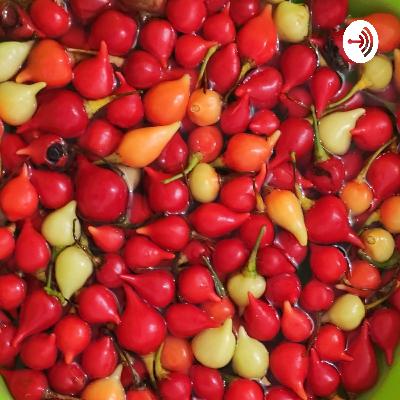 As primeiras dicas práticas