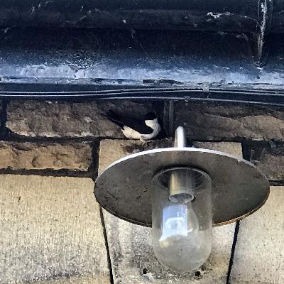 Nature Tripping Episode 25 - House Martins