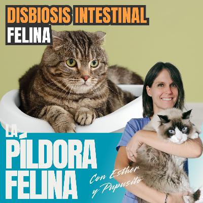 636. DISBIOSIS INTESTINAL felina 636. DISBIOSIS INTESTINAL felina