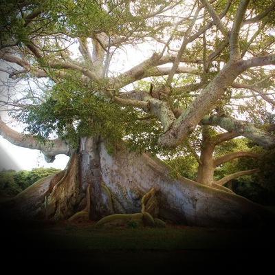 3. The Memories of Trees and Men