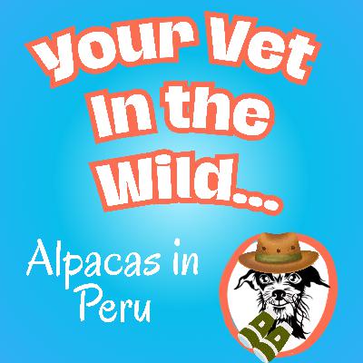 Your Vet in the Wild - Alpacas in Peru