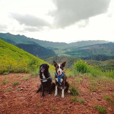 To Routine or Not Routine? That's the Freestyle Question | Disc Dog Pod Ep. 10