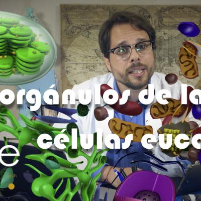 Los orgánulos de las células eucariotas Los orgánulos de las células eucariotas