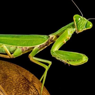 20. Praying Mantis (The Insect That Eats Its Mate)