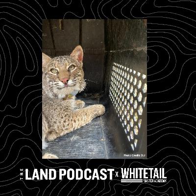 #166 - What You Didn't Know About Bobcasts in Farm Country! - Illinois Bobcat Research with SIU