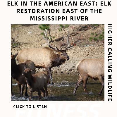 Elk In The American East