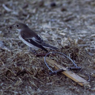 Santos Inocentes Homilia Miguel Márquez