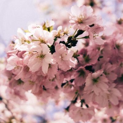 What to do in and around Daejeon in Spring What to do in and around Daejeon in Spring