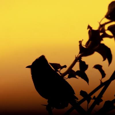 Los Sonidos de la Primavera | 8 Horas de Pájaros Cantando Junto a un Pequeño Río