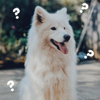 SPECIAL GUEST ADDITION: Answering Your Pet Care Questions