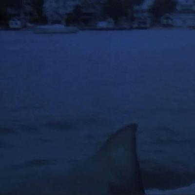 2. Les débuts mitigés de la Sharksplotation