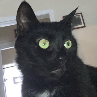I play the guitar to my cat