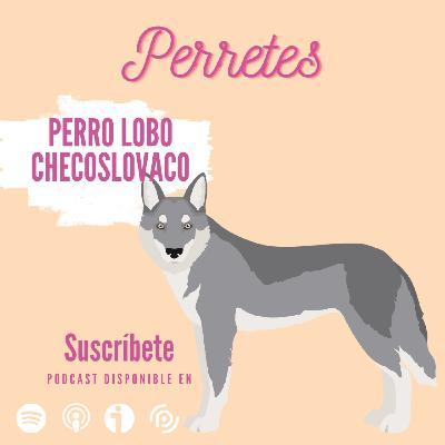 Ep79: Perro Lobo checoslovaco