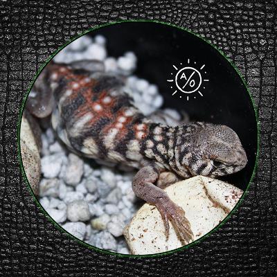 ReptiChat #Ep 52 - Phillip Lietz of AridsOnly and Project Herpetoculture talks Uromastyx!