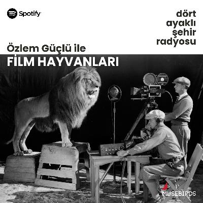 Film Hayvanları - Özlem Güçlü | Hanım, Yoldaşlık, Birbirini-Kurtarma Film Hayvanları - Özlem Güçlü | Hanım, Yoldaşlık, Birbirini-Kurtarma