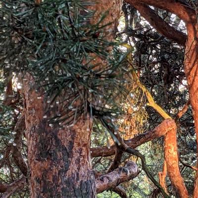 Traum vom Fliiegen. Traum vom Fliiegen.