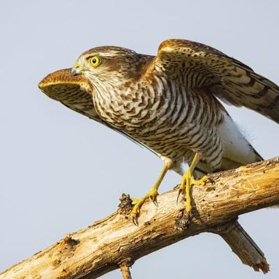 Noisy Sparrowhawks