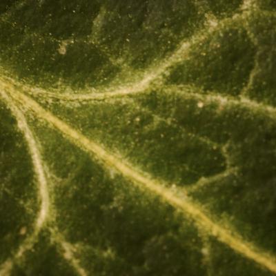 Dylan Thomas - The force that through the green fuse