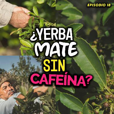 ¿Yerba Mate SIN cafeína?