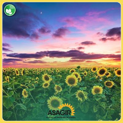 Girasol en alza: tecnología, mercados y el nuevo mapa productivo en Argentina