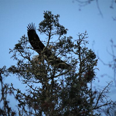 Eagle Calls