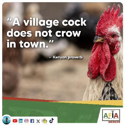 Why can’t a village cock crow in town? | African wisdom to help you succeed | AFIAPodcast Why can’t a village cock crow in town? | African wisdom to help you succeed | AFIAPodcast