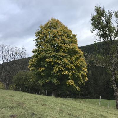 Herbst, Kärtnen & Quartell Herbst, Kärtnen & Quartell
