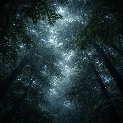 7. Forest Rain on Tree Canopy for Sleep - 8 Hours