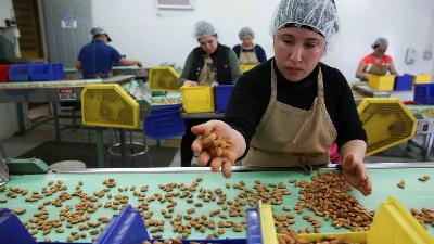 Protecting Workers from Violence In Nut Processing Area