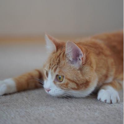 #1401 ジョン・ウィックのトム・クルーズ from Radiotalk