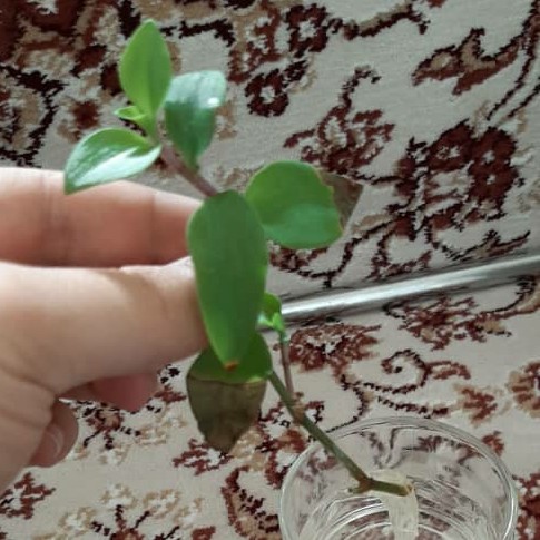 فرصت