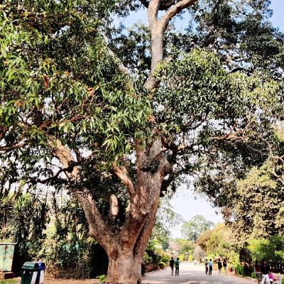 #4 - Mango Tree / Mangifera indica