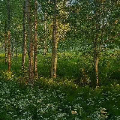 Peaceful Summer Morning in the Forest