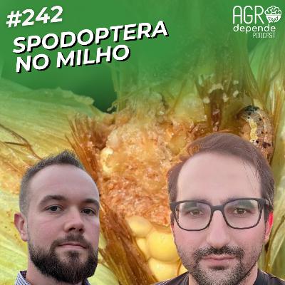 Spodoptera no milho