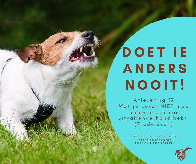 Ep. 19: Wat je zeker NIET moet doen als je een uitvallende hond hebt (7 adviezen)