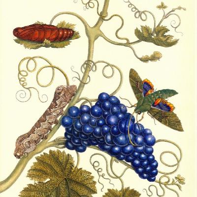 VuFyuM s07e42: Maria Merian, la primera ilustradora científica de insectos + El declive de las mariposas