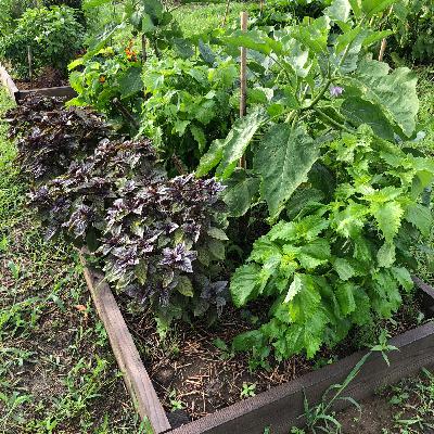 #54 家庭菜園の多面的価値 with Hiroyuki Suzuki(農業ラブソング)