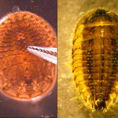 Water Pennies: Flat as a Pancake