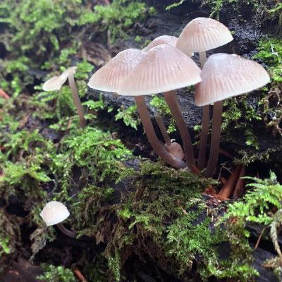 Wood Wide Web : Myth or Science? Wood Wide Web : Myth or Science?