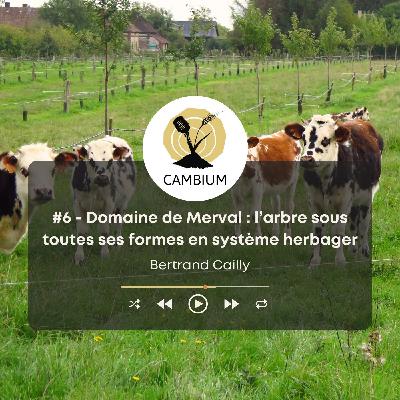 #6 - L’arbre sous toutes ses formes en système herbager, avec Bertrand Cailly