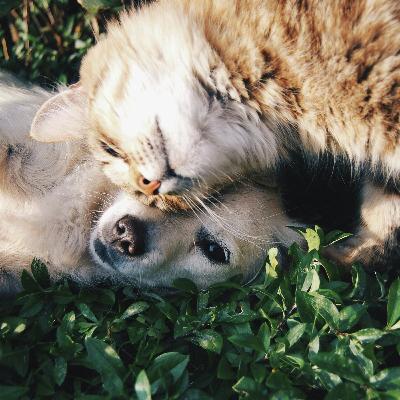 Party for Two – Pro‑Ayatollah Rally – Pet Prescriptions – Touchdowns & Fumbles Party for Two – Pro‑Ayatollah Rally – Pet Prescriptions – Touchdowns & Fumbles