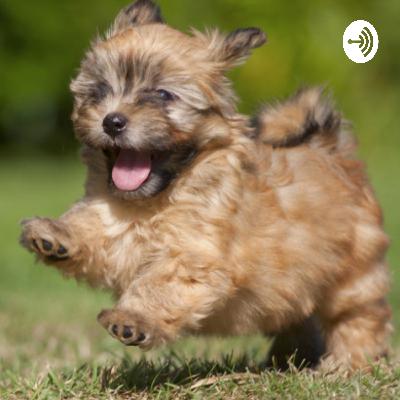 why dogs are the pets